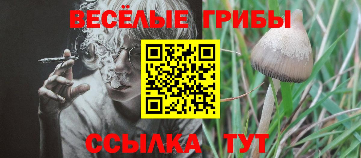 купить наркоту  Вход с VPN  Санкт-Петербург  Псилоцибиновые грибы GOLDEN TEACHER 